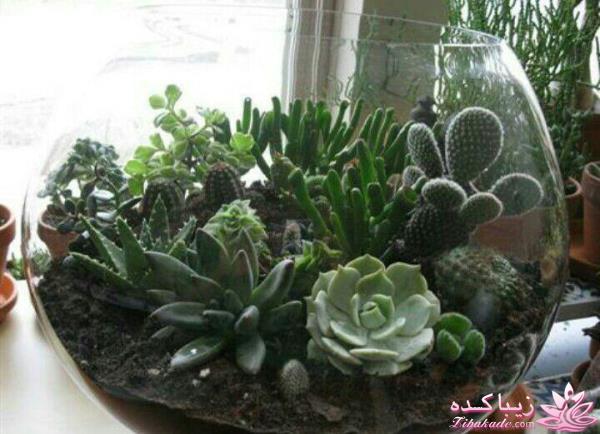 تراریوم های رومیزی 